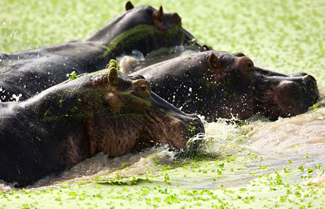 HIPPO : ZAMBIA